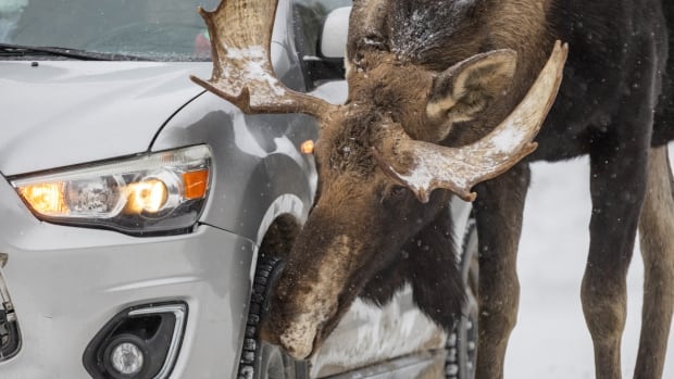 ‘try-not-to-let-moose-lick-your-car,’-warns-parks-canada,-as-more-moose-flock-to-highways