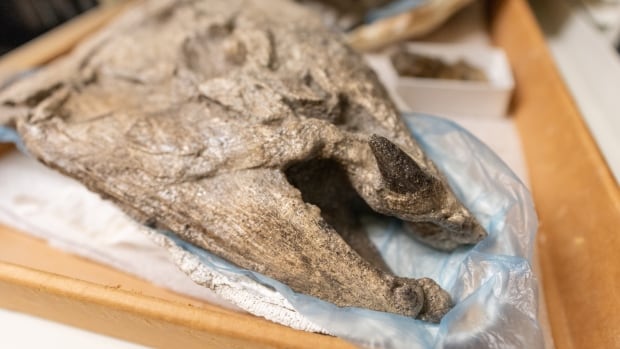 Prehistoric massive ‘sabre-toothed salmon’ renamed after novel discovery