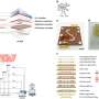 Multi-electrode integration in gut-on-chip systems enhances intestinal barrier monitoring