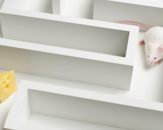 Lab mice intentionally messing up experiments?