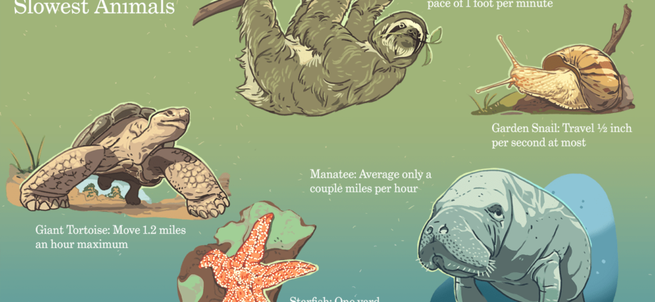 The 8 Slowest Animals within the World