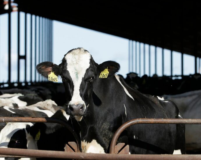 First mammal-to-human transmission of H5N1 ‘rooster flu’ confirmed