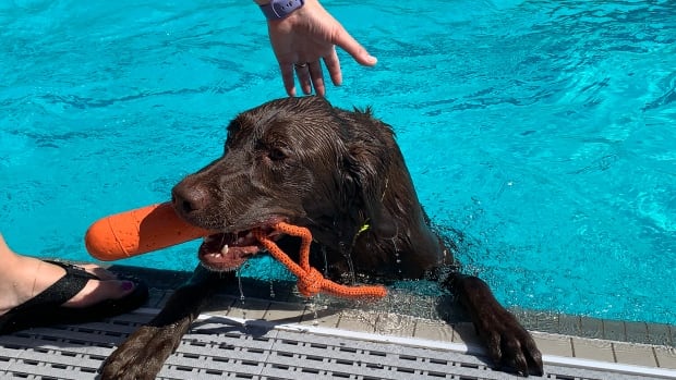 Working encouraged: Dogs rob over Saskatoon pool for summer tradition