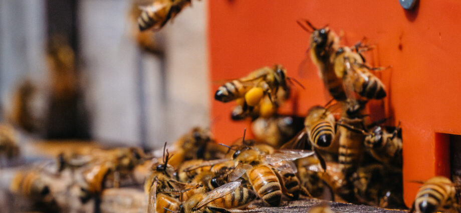 South Korean Beekeepers Secure Which device Working Near the DMZ