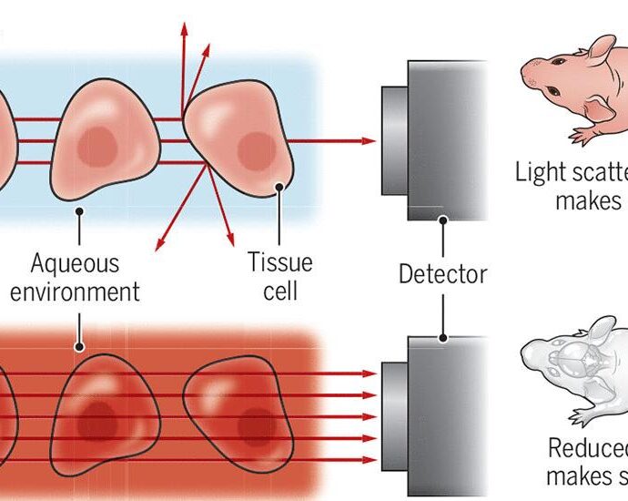 Turning tissues in quick transparent | Science