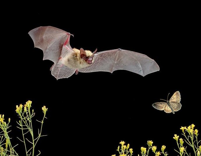The long shadow of biodiversity loss | Science