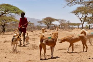 Joint declare: World Rabies Day