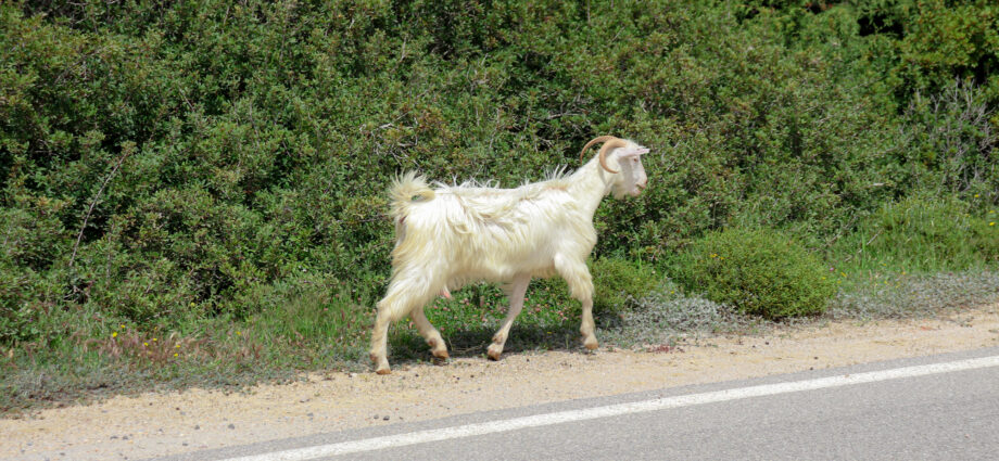 The Week contest: Goat runner