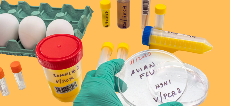 Moderna Gets $590 Million to Construct Bird Flu Vaccine