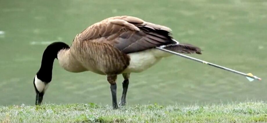 #TheMoment a Canada goose had an arrow removed after 7 months