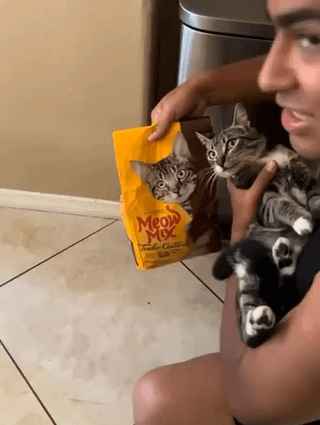 Purrfect