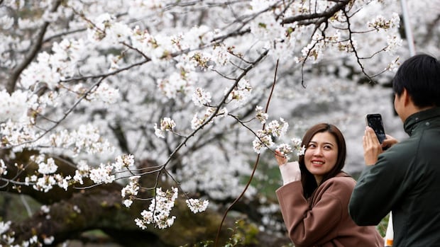 IN PHOTOS | Or no longer it’s cherry blossom viewing season