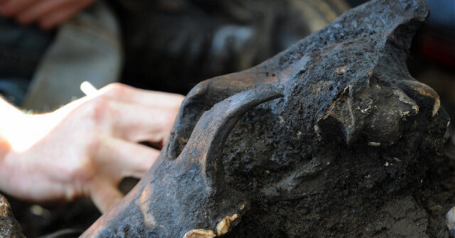 Picture: Scientists Genetically Engineer Long-Extinct Dire Wolves