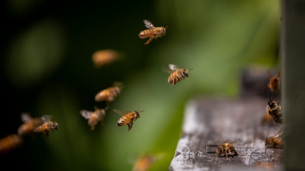 Canadian honey farmers difficulty sting of China’s canola tariffs