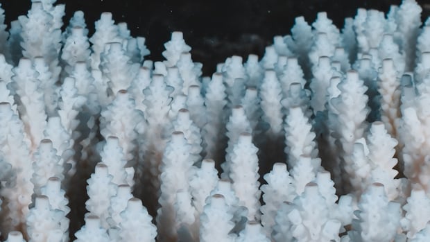 Most of world’s colourful corals sprint white in fable-breaking bleaching