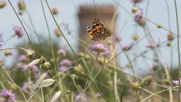 Chasing butterflies all around the world modified this photographer’s worldview