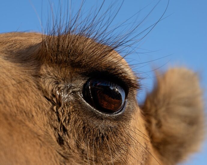 Australia has an absurdly mountainous feral camel relate