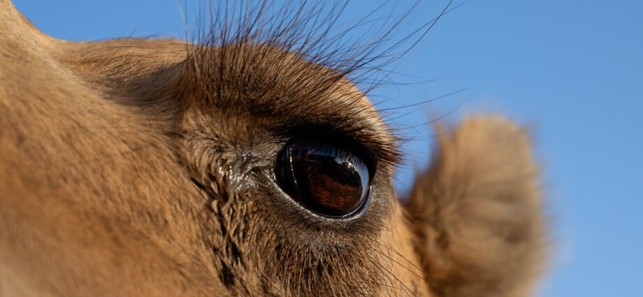 Australia has an absurdly mountainous feral camel relate
