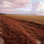 How noteworthy pungent seaweed will South Florida seek for?