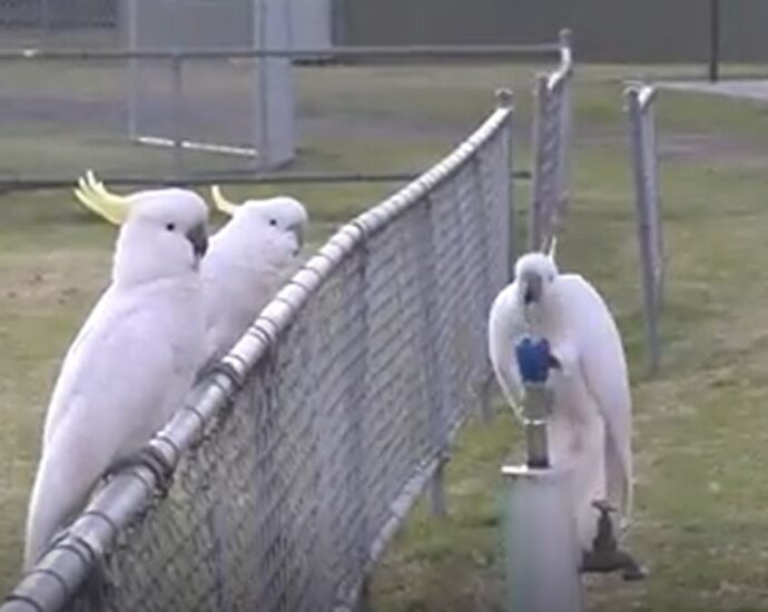 Australian ‘trash parrots’ personal now developed a local ‘challenging custom’