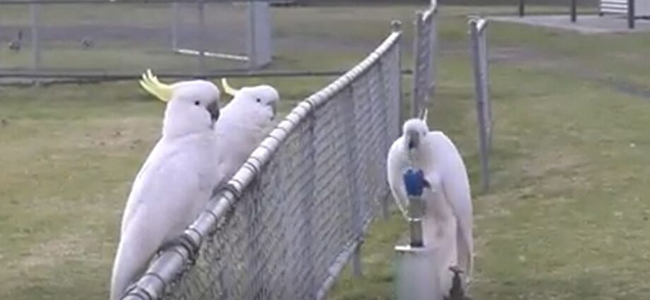 Australian ‘trash parrots’ personal now developed a local ‘challenging custom’