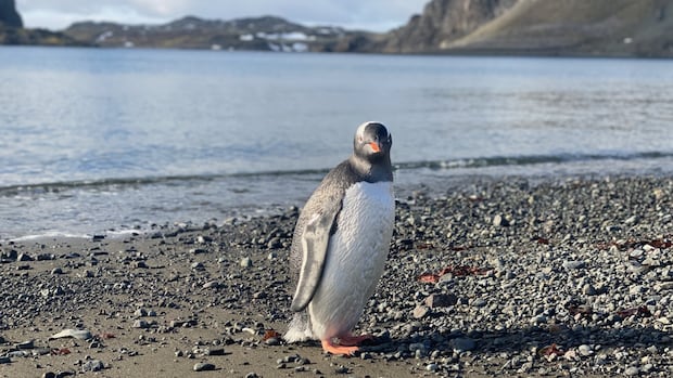 Antarctic treaty beneath stress as member nations obtain in Italy