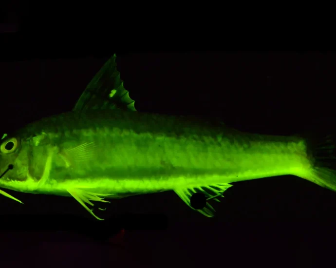 Rainbow reefs printed: The secret 112-million-year saga of comely fish