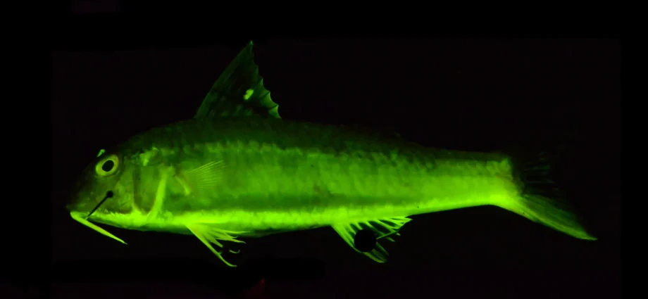 Rainbow reefs printed: The secret 112-million-year saga of comely fish