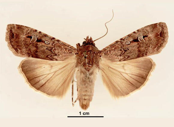 Bogong Moths Use Starry Night Sky as Compass, Scientists Converse