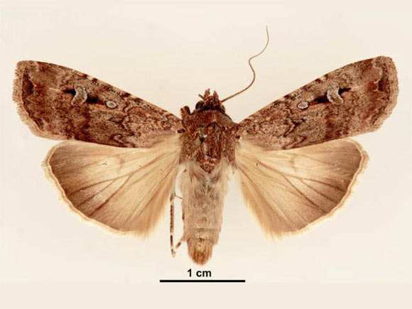 Bogong Moths Use Starry Night Sky as Compass, Scientists Converse