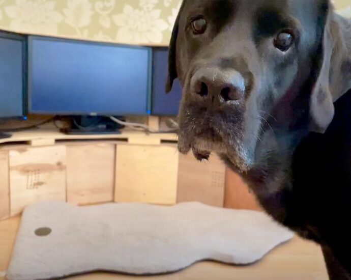 What occurs when your dog uses the online | Ilyena Hirskyj-Douglas