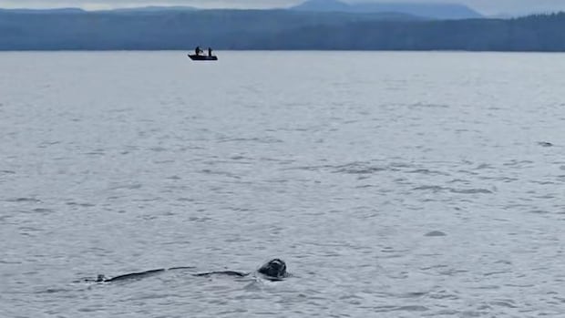 Rare leatherback sea turtle spotted off B.C. drift