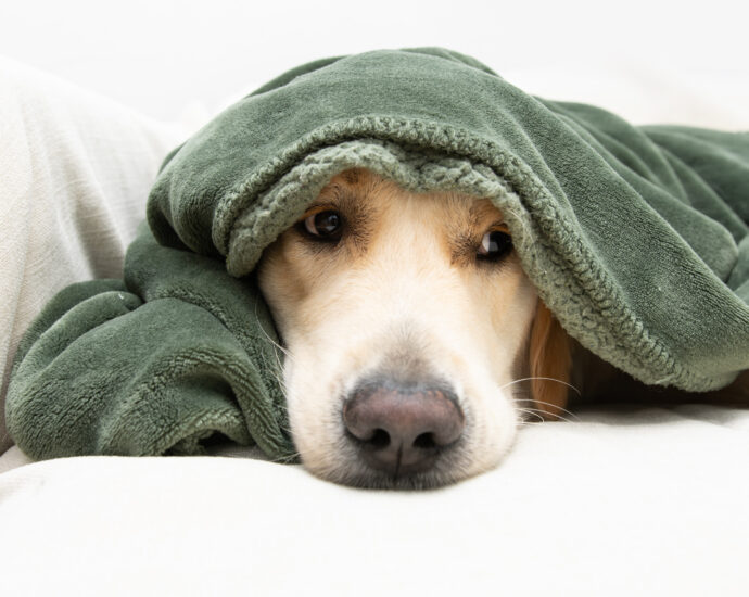 Plenty of Dogs Die in California From Mysterious Illness