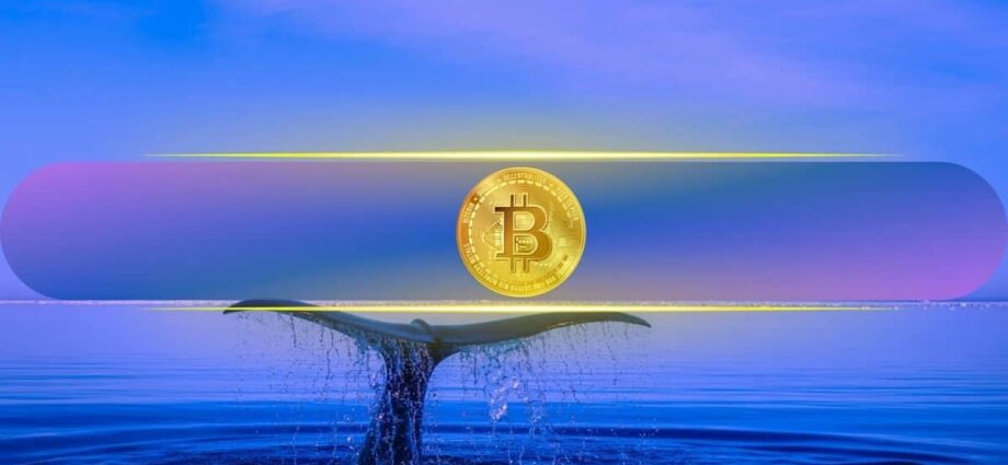 Bitcoin Stagnation Explained: Whales Profit-Possess $115K–$125K Zone