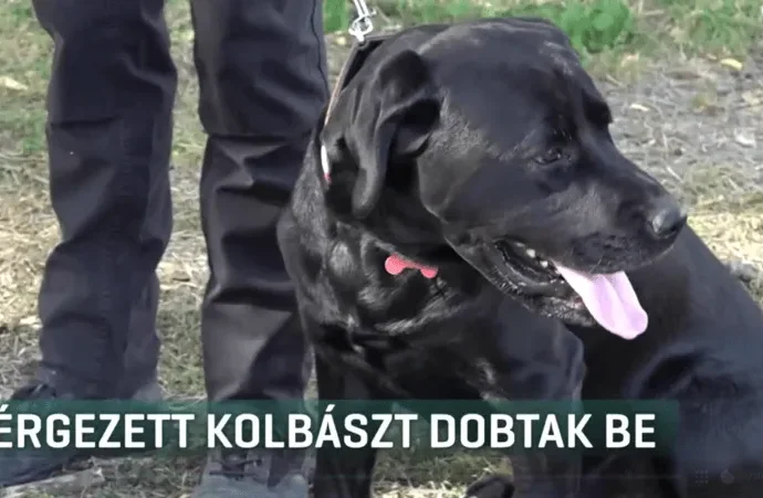 Hungarian hero dog from 2023 Turkish earthquake focused with rat poison