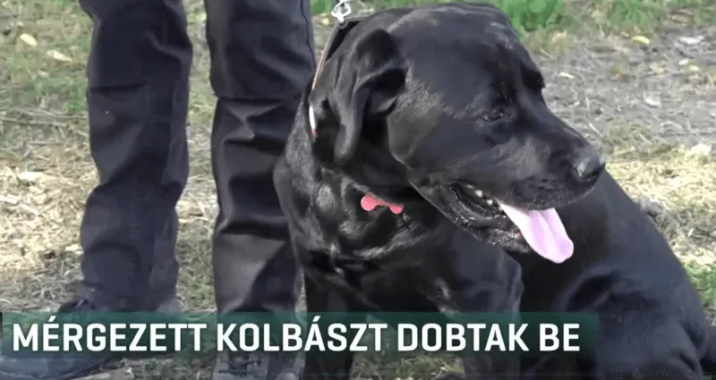 Hungarian hero dog from 2023 Turkish earthquake focused with rat poison