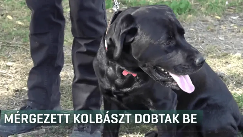 Hungarian hero dog from 2023 Turkish earthquake focused with rat poison