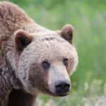 Search intensifies for grizzlies that attacked B.C. college crew