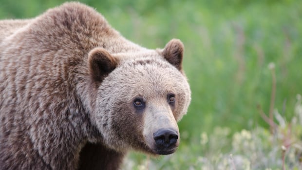 Search intensifies for grizzlies that attacked B.C. college crew